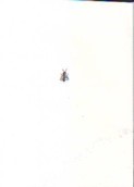 May 15, In My Studio In Vienna, An Ant Is Walking Along My Studio’s Wall